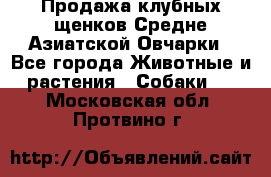 Продажа клубных щенков Средне Азиатской Овчарки - Все города Животные и растения » Собаки   . Московская обл.,Протвино г.